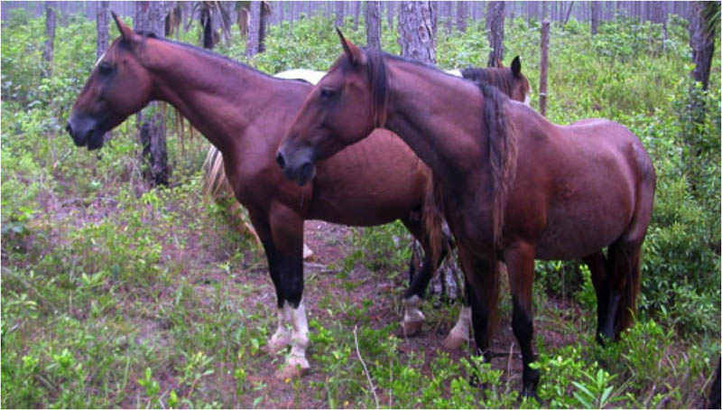 Lesson 5 - Horse Breeds