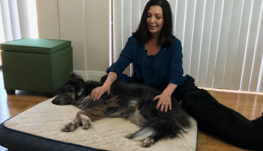 Energy Healing for Animals Level 1