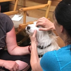 Emotional Freedom Technique (EFT) for You + Your Animals