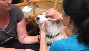 Emotional Freedom Technique (EFT) for You + Your Animals
