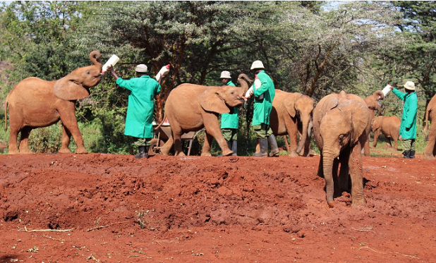 kenya