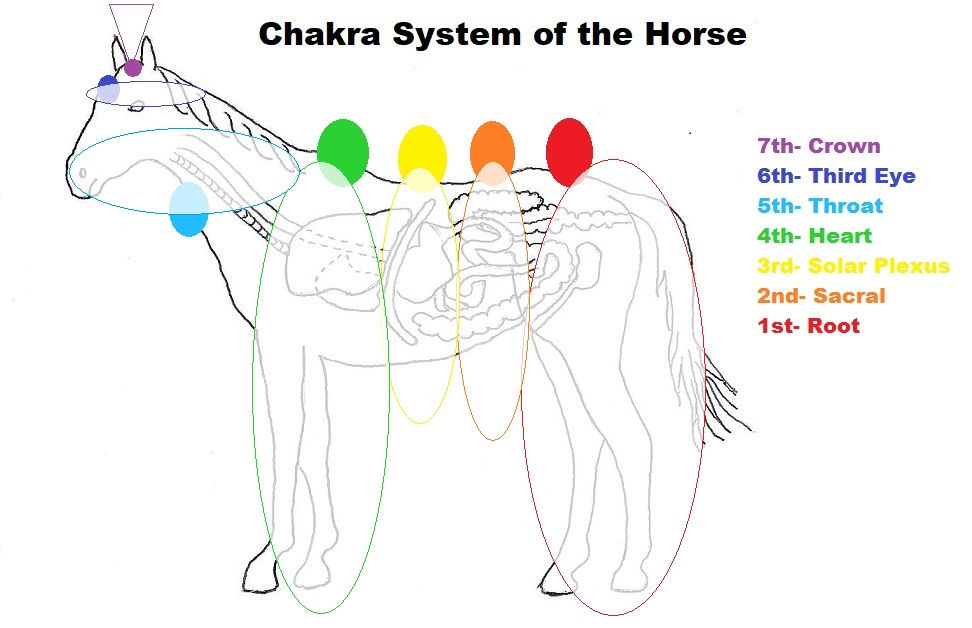 Chakra System of the Horse