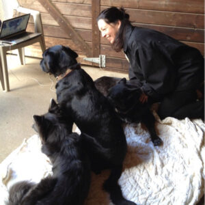 image9 The dogs are used to teaching energy healing and animal communication via Skype and webinar!