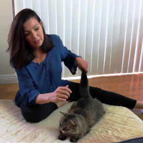 Introduction to Animal Chakras