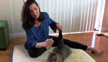 Introduction to Animal Chakras