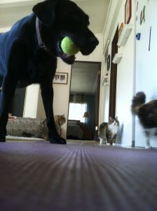 Isabella and cats on my yoga mat!  