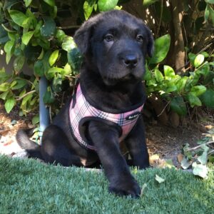 Abby first day