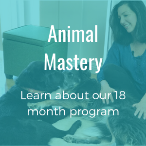 Animal Communication