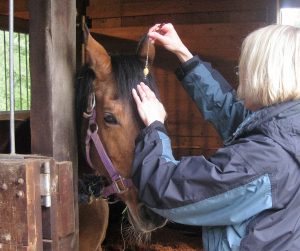 Checking the 6th chakra of a horse EHFA Weened workshop and HSC