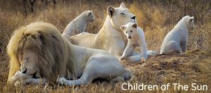 children-of-the-sun