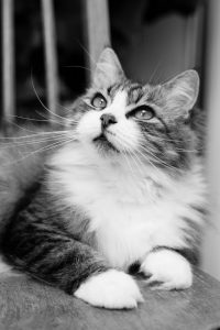 Francesca, Mara, dynamite ad