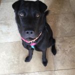 Abby the Dog
