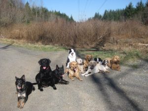 Walking with Pam Parker and lots of dogs!