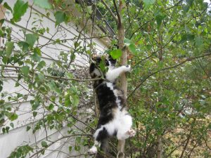 Animal Communication - Joan Ranquet