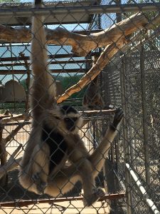 gibbons