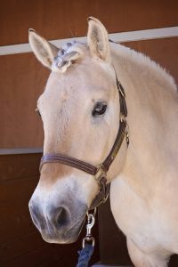 little bit riding center