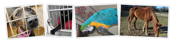 Free Animal Communication Teleseminar Free Animal Communication Teleseminar