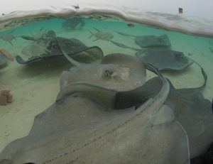 sting rays