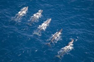 whale pod2