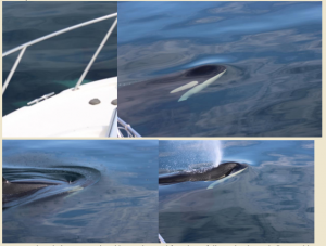 whales