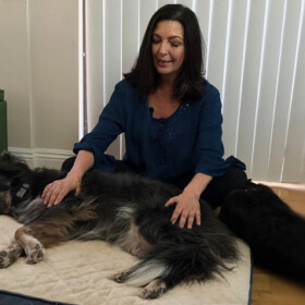 Energy Healing for Animals w/ Scalar Wave