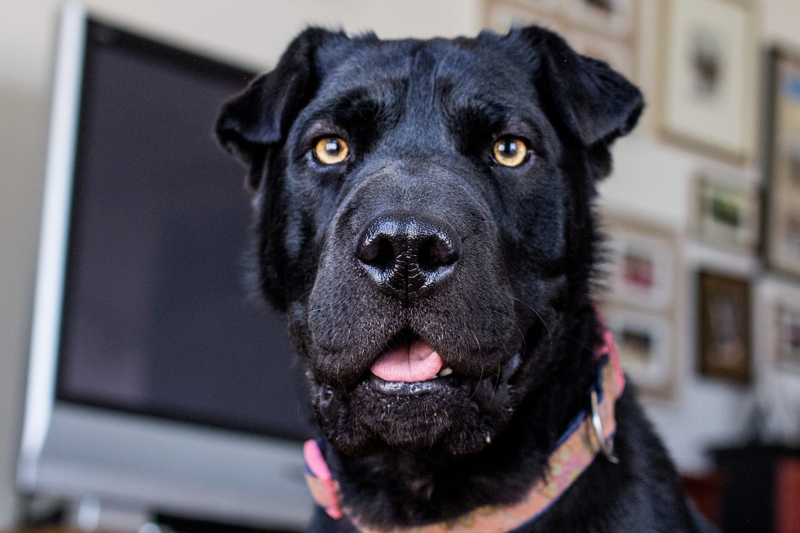 Joan's dog Abby
