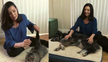 Stay At Home & Heal Your Animals Bundle