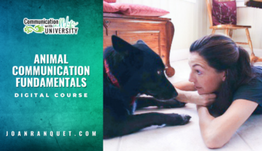 Animal Communication Fundamentals