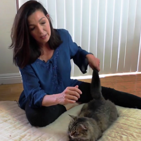 Energy Healing for Animals Digital Bundle