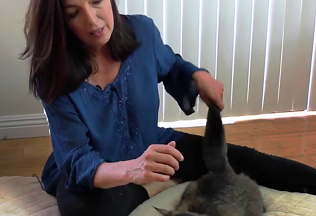 Energy Healing for Animals Digital Bundle
