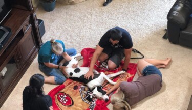 Advanced Animal Communication – Animal Medical Intuition