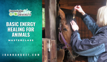 Basic Energy Healing For Animals Masterclass