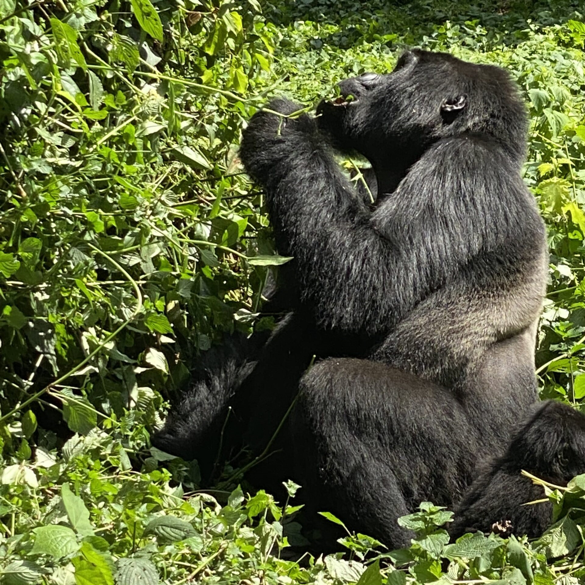 Bwindi-gorilla-3