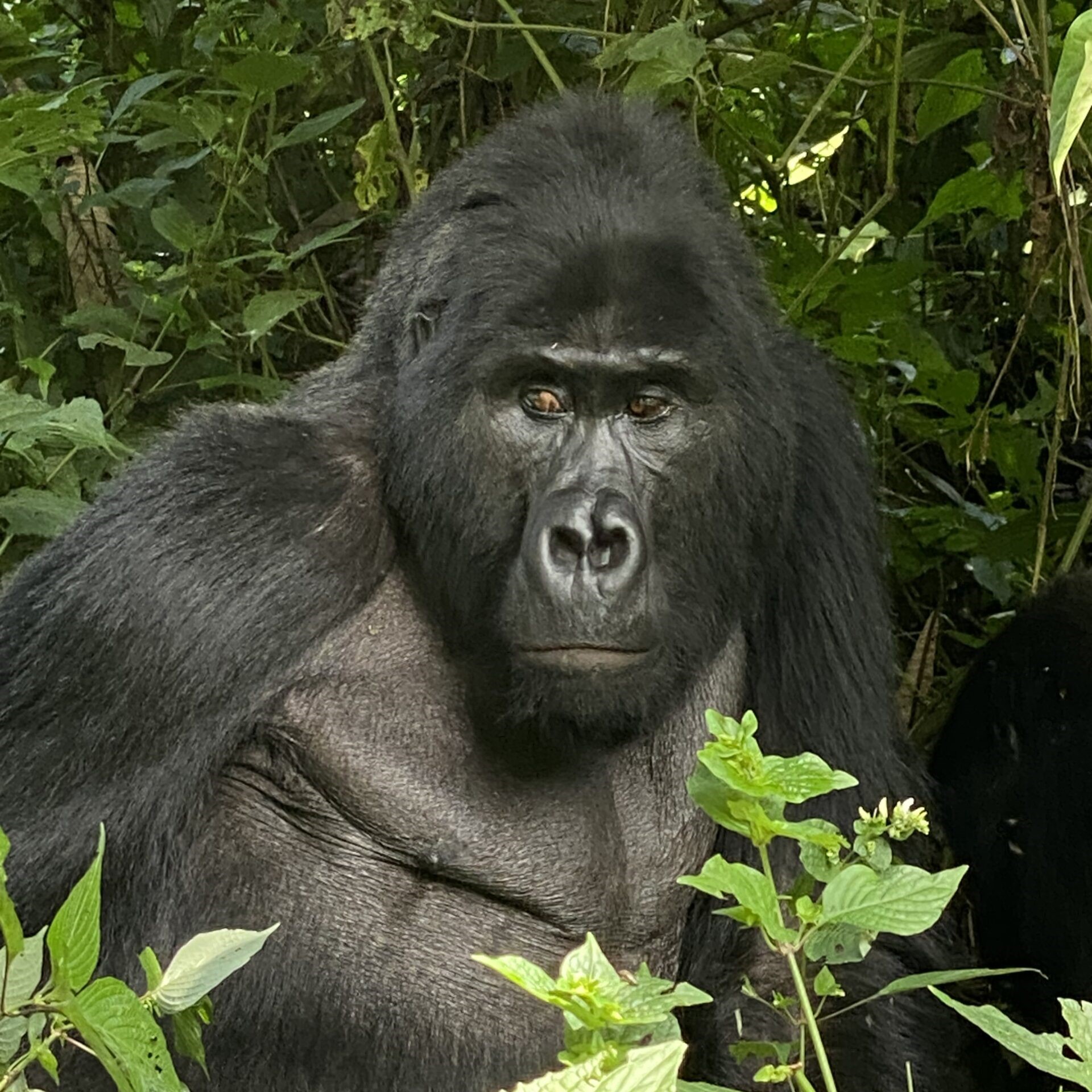 Bwindi-gorilla-square