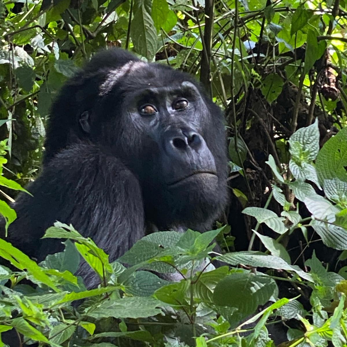 Gorilla portrait