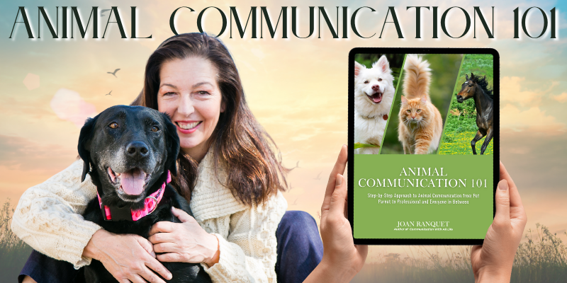 Animal Communication 101, eBook by Joan Ranquet