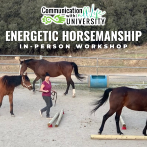 CWALU Energetic Horsemanship in-person workshop