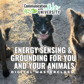 Energy Sensing & Grounding for You and Your Animals