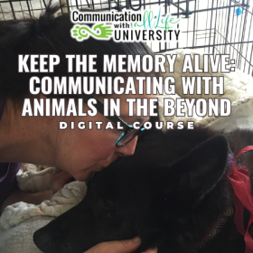 Keep the Memory Alive: Communicating with Animals in the Beyond