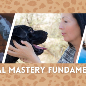 Animal Mastery Fundamentals
