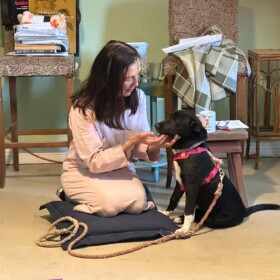 Animal Communication Made Simple